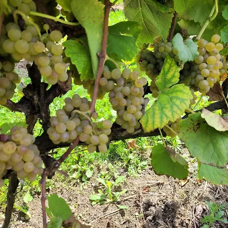 Апартаменты Fantastic View Vineyard Beskid Mountains Gruszow (Lesser Poland)