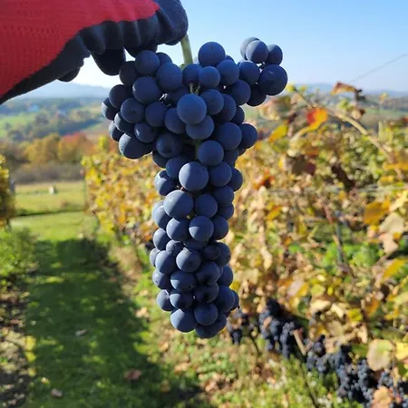 Lägenhet Fantastic View Vineyard Beskid Mountains Gruszow (Lesser Poland)