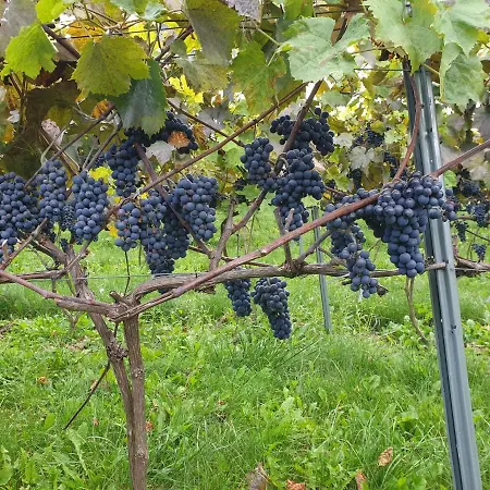 Fantastic View Vineyard Beskid Mountains Lägenhet Gruszow (Lesser Poland)