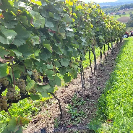 Fantastic View Vineyard Beskid Mountains דירה *