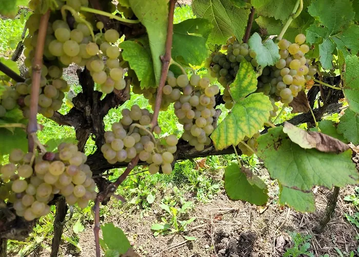 Appartement Fantastic View Vineyard Beskid Mountains Gruszow (Lesser Poland)