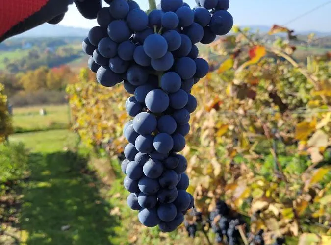 Apartment Fantastic View Vineyard Beskid Mountains Gruszow (Lesser Poland)