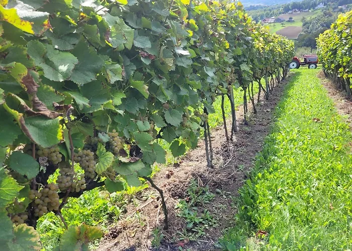 Fantastic View Vineyard Beskid Mountains Apartment *